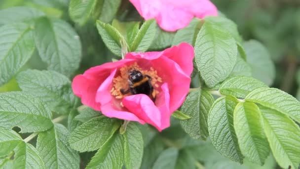Пчела собирает пыльцу — стоковое видео