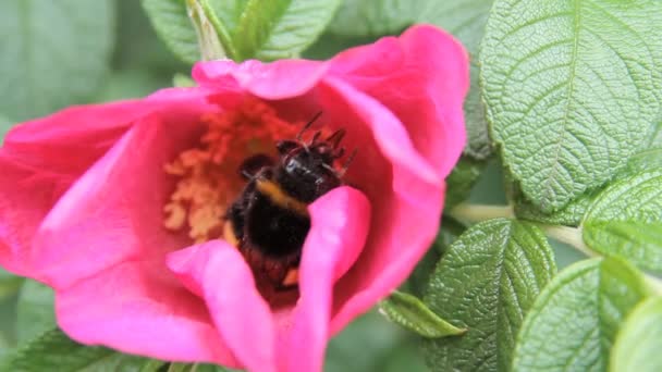 Abeja flor roja recoge polen — Vídeo de stock