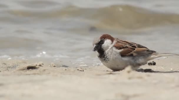 Uccello passero mangia insetti — Video Stock