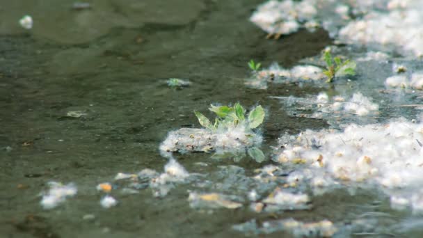 Poplar Fluff a voar — Vídeo de Stock