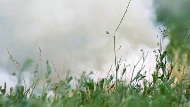 Cortina de humo en la hierba — Vídeo de stock