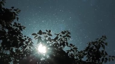 Gökyüzü güneş kavak kabartmak bırakır