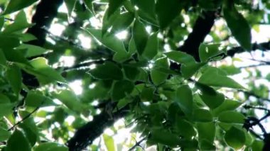 Güneş ışınları ağaç yaprakları ile