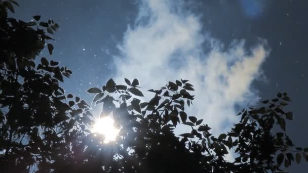 Sun Poplar Fluff Leaves Sky — Stock Video