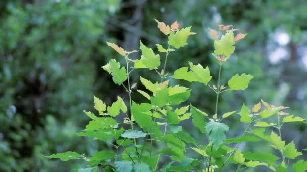 Poplar Fluff a voar — Vídeo de Stock