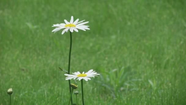 Bloemen wit daisies — Stockvideo