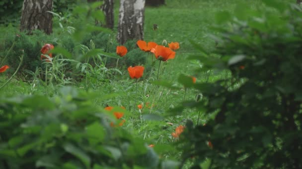 Rode papavers bloemen — Stockvideo