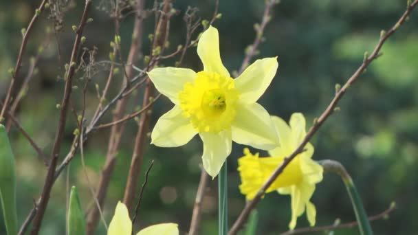 Gula narcisser blomma — Stockvideo