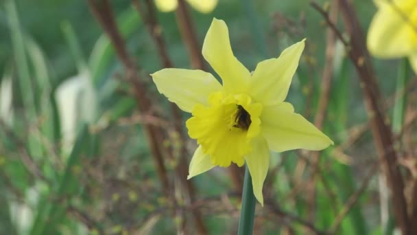 Gele narcis bloem — Stockvideo