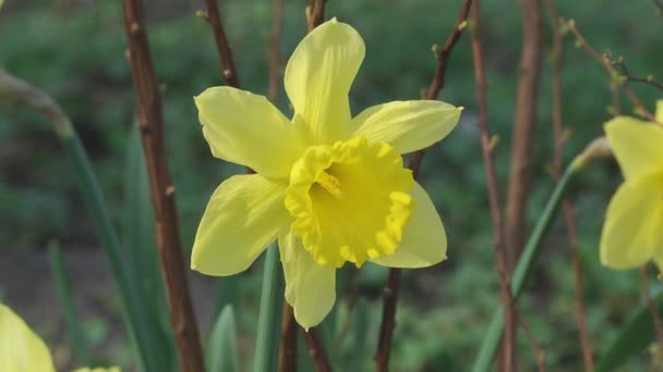 Gele narcis bloem — Stockvideo