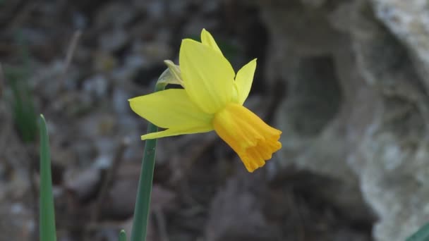 Gula narcisser blomma — Stockvideo