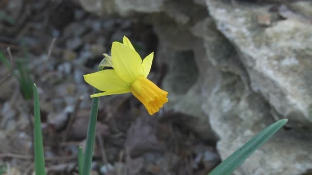 Gula narcisser blomma — Stockvideo