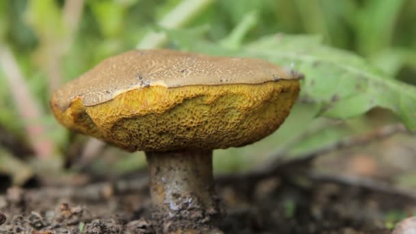 Plockning av svamp i skogen — Stockvideo