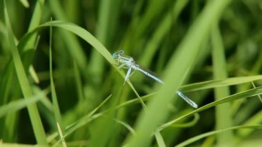 Mavi masmavi kızböcekleri böcek