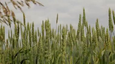 Yeşil buğday tarlası