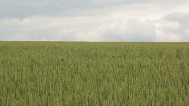 Yeşil buğday tarlası