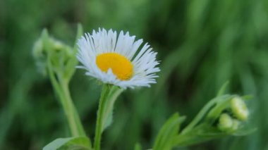 Çiçekler beyaz papatya