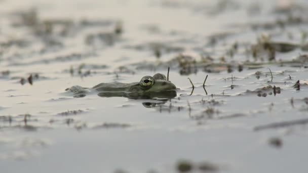 Rana sentada en el pantano — Vídeos de Stock