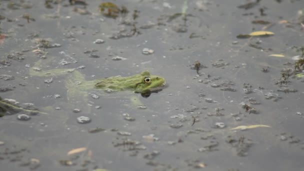 Жаба сидить у болоті — стокове відео