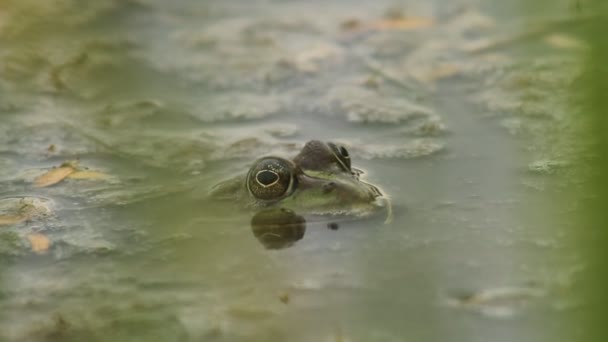 Bataklık içinde oturan kurbağa — Stok video