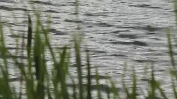 Зеленые насаждения на болоте — стоковое видео