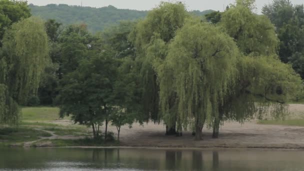 River Trees Sand Rain — Stock Video