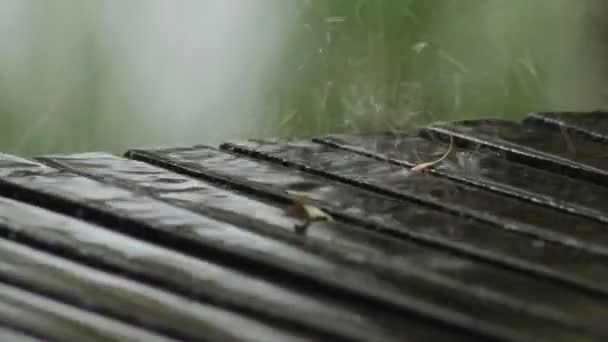 Flussbäume Sand Regen — Stockvideo