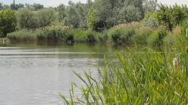 Bäume am Grassee — Stockvideo