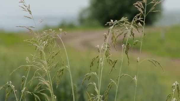 Зеленою травою поле — стокове відео
