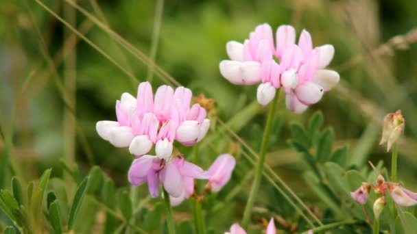 Blommor röda prästkragar — Stockvideo