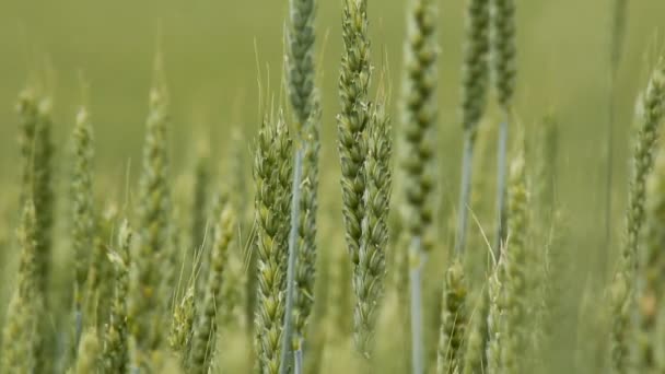 Green Wheat Field — Stock Video