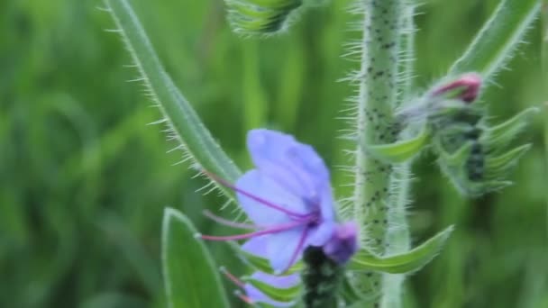 Plante Fleur bleue — Video