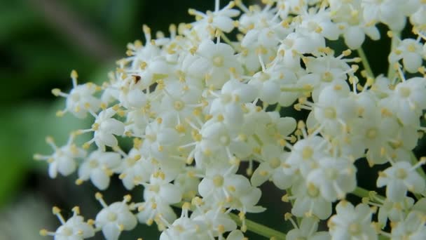 Witte bloemen planten — Stockvideo