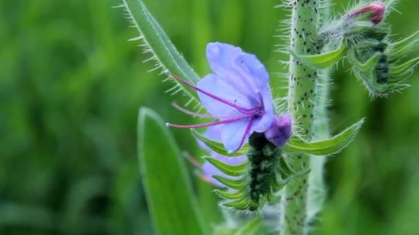 Plantera blå blomma — Stockvideo