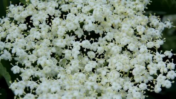 Witte bloemen planten — Stockvideo