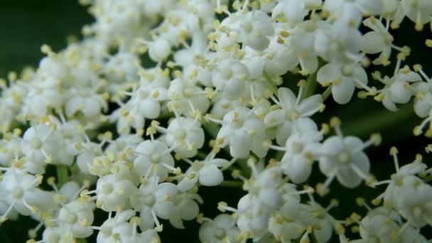 Rostlin, bílé květy