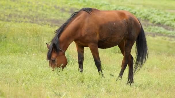 Verano Horse Grazing — Vídeos de Stock