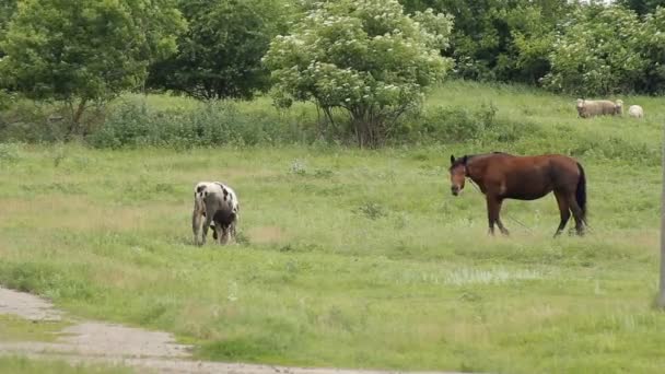 Letni koń pastwiskowy — Wideo stockowe