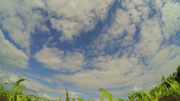 Швидко бігати небі хмари — стокове відео