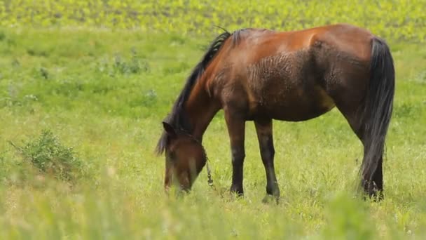 Verano Horse Grazing — Vídeos de Stock