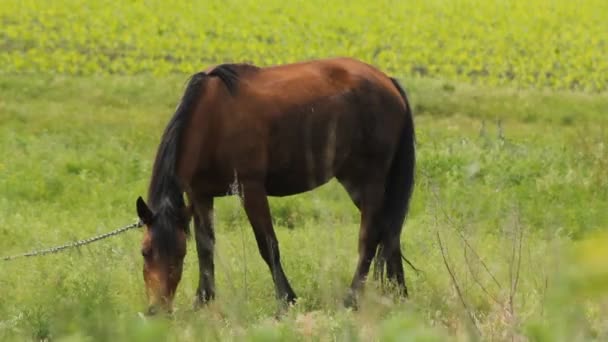 Letni koń pastwiskowy — Wideo stockowe