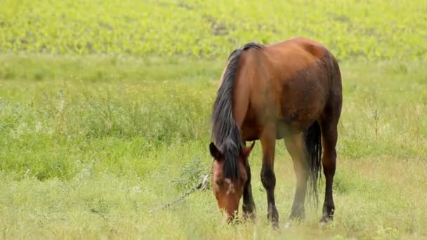 Verano Horse Grazing — Vídeo de stock