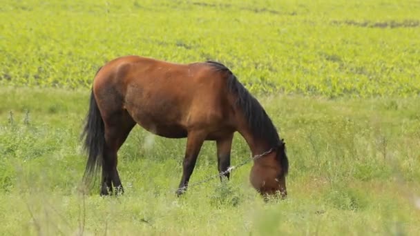 Pâturage estival des chevaux 