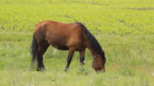 Letni koń pastwiskowy — Wideo stockowe