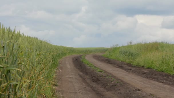 Buğday tarlası yolu — Stok video