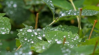Yağmur damlaları yapraklarda