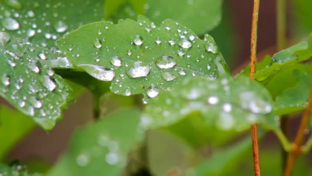 Капли дождя на листьях — стоковое видео