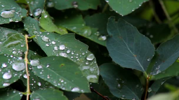 Raindrops on leaves — Stock Video