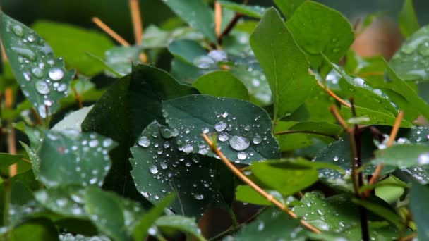 Gotas de lluvia sobre las hojas — Vídeo de stock