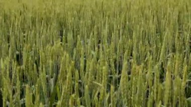 Yeşil buğday tarlası